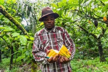 Genç Afrikalı çiftçi bıçakla kakao kabuğu açıyor. Hasat konsepti.