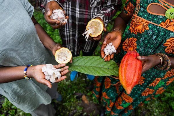 Cocoa seeds shown by the three African farmers once they\'ve broken the pod.