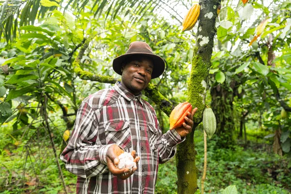 Proud farmer stands near the cocoa plant, displays cocoa beans in one hand and a pod in the other.