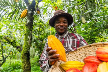 Gururlu gülümseyen Afrikalı kakao toplayıcısı elindeki sepetten büyük sarı bir kapsül gösteriyor..