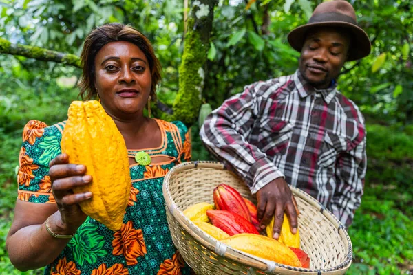 The two cocoa pickers exhibit the fruit of their harvest in a basket filled with cocoa pods.