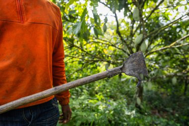 Çiftçi tarafından tarladaki kakao kabuklarını hasat etmek için kullanılan baltanın yakın çekimi..