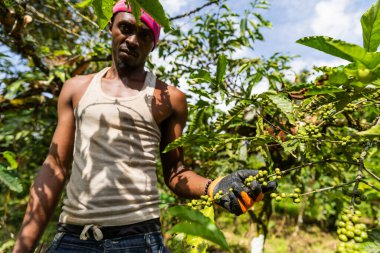 Bir çiftçi Afrika tarlalarında kahve fincanları, tarım işleri topluyor.