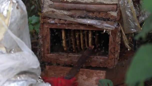 Bir Arı Yetiştiricisi Bal Almak Için Bir Arı Kovanı Açar — Stok video