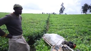Afrika 'da bir tarlada çay yaprağı hasat eden bir çiftçi.