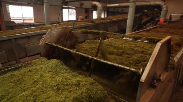 Процесс Производства Чая Чайные Листья Сушат Переворачивают Время Производства — стоковое видео