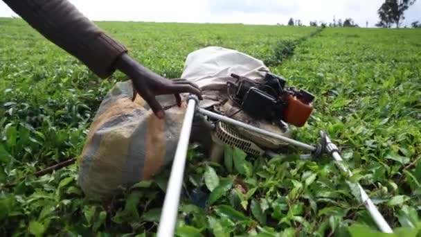 茶畑に置かれた茶葉の収穫機 農業生産 — ストック動画