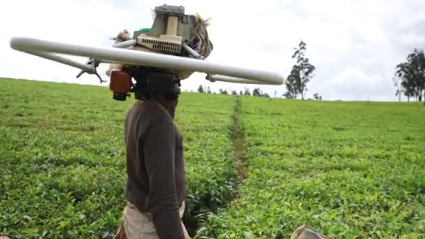 Robotnik Maszyną Zbioru Herbaty Kamerunie Prace Rolnicze — Wideo stockowe