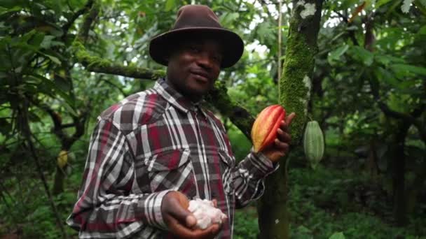 Африканский Производитель Шоколада Плантации Какао Держит Какао Боб Мякоть Руке — стоковое видео
