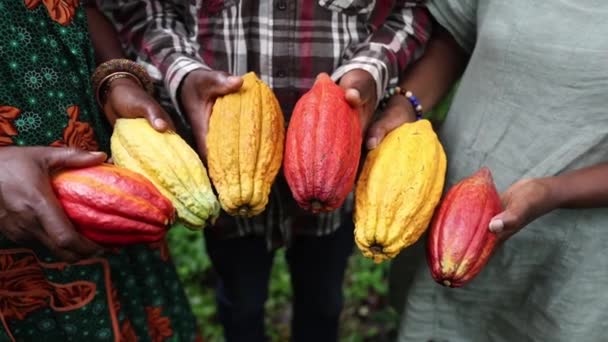 Group Farmers Harvest Close Cocoa Beans — Stock Video