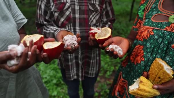 Gruppo Agricoltori Durante Raccolto Primo Piano Sulla Polpa Cacao — Video Stock