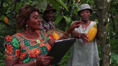 Hasat sırasında çiftçileriyle kakao tarlasında çalışan Afrikalı bir iş kadını.