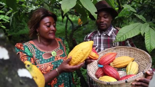 Два Фермера Проводят Контроль Качества Какао Стручков Время Сбора Урожая — стоковое видео