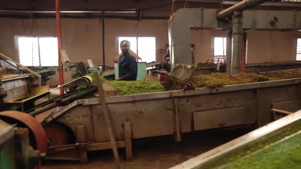 Worker Work Tea Production Company Production Chain — Stock Video