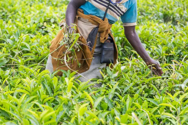 A woman is picking tea leaves in a field. The leaves are green and the woman is wearing a blue shirt