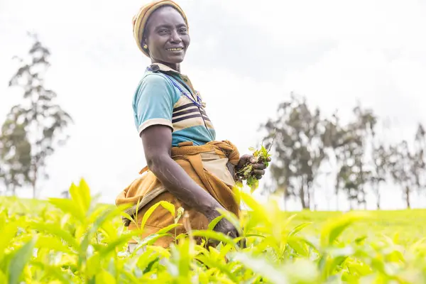 Usměvavý Africký Farmář Pracuje Čajové Plantáži Stock Obrázky