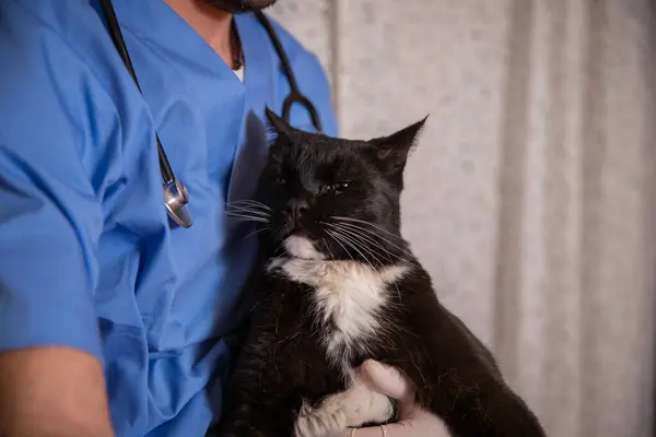 A black and white cat is being held by a vet, pet care concept.