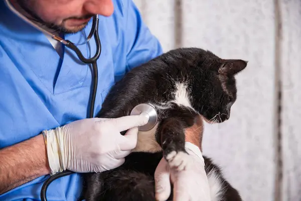 Doktor Vyšetřuje Černobílou Kočku Kočka Stresu Stock Obrázky