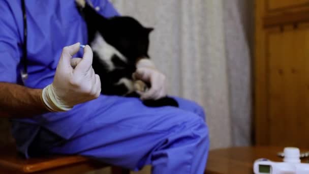 医師は治療のために錠剤を握っている間に猫を抱えています — ストック動画