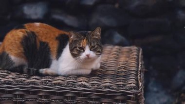 Geniş Çekimden Yakın Çekime geçerken Kameraya bakan Gevşetilmiş Üçrenkli Kedi 'nin yavaş çekim görüntüsü
