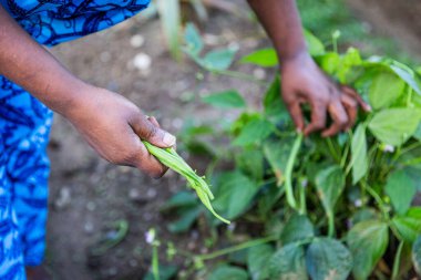 Yeşil fasulye toplayıp tutan dişi çiftçi, sebze bahçesine yakın plan..