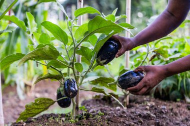 Kadın çiftçinin sebze bahçesinden patlıcan topladığı yakın plan..
