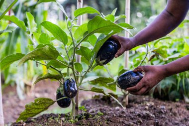 Kadın çiftçinin sebze bahçesinden patlıcan topladığı yakın plan..