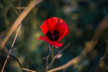 Doğada haşhaş çiçekleri