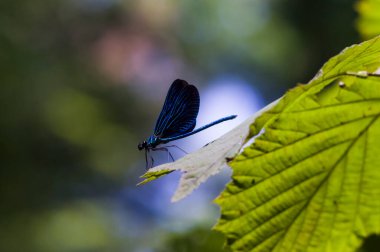 Güzel kelebek böceğinin yakın görüntüsü