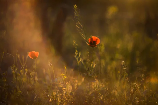 Arka Planda Gelincik Çiçekleri Çayır Olan Güzel Bir Yaz Manzarası — Stok fotoğraf