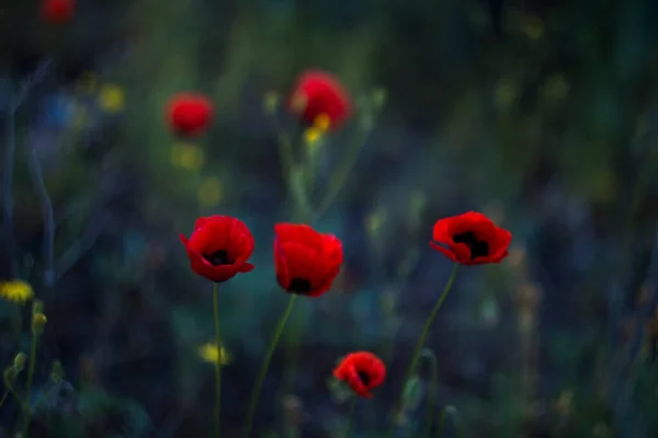 花园里的红罂粟 夏天的概念 — 图库照片