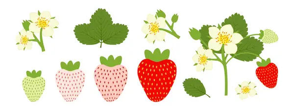 Conjunto Morangos Floridos Amadurecendo Com Frutas Flores Verdes Vermelhas Ilustração —  Vetores de Stock