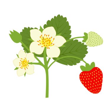 Çilek çalıları olgunlaşmış meyve, çiçek ve yapraklarla. İzole vektör illüstrasyonu