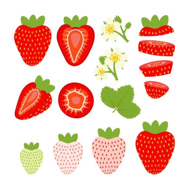 Olgunlaşan çilekler, çiçeklerle, olgunlaşmamış böğürtlenlerle. Beyaz arkaplanda vektör illüstrasyonu