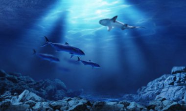 Balık, kaya, resif, kayalık tabanlı sualtı dünyası, okyanus suyundaki ışık ışınlarının kırılması..