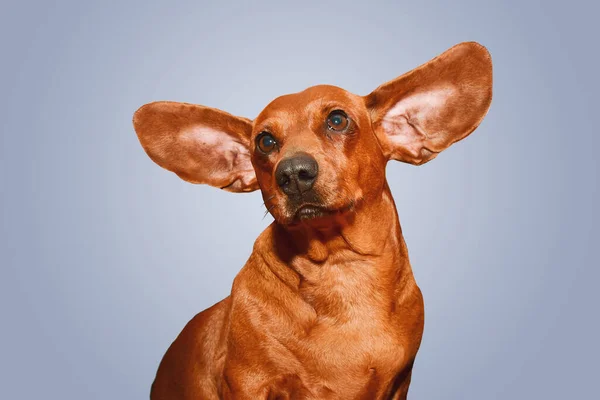 ダックスフンドの犬は穂が付きます 犬の面白い肖像画 ロイヤリティフリーのストック画像