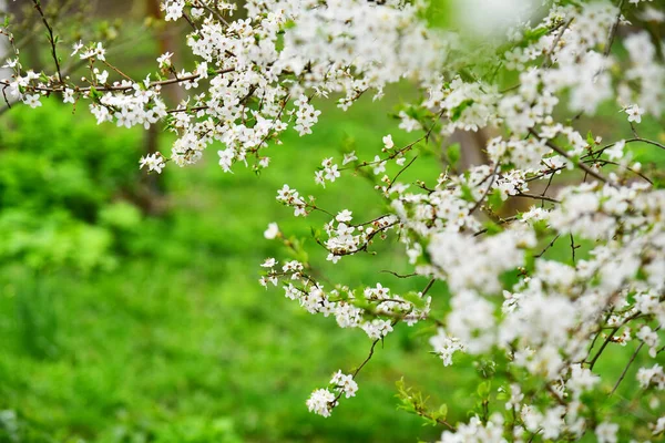 Spring white blossom flowers on a tree branch. Springtime spring flower blossoming. Beautiful Japanese park with flowering trees.