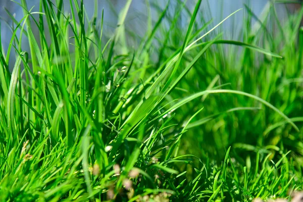 Yeşil Taze Çimen Sapları Bahar Bitkisi Makro Fotoğraf Yakın Çekim — Stok fotoğraf