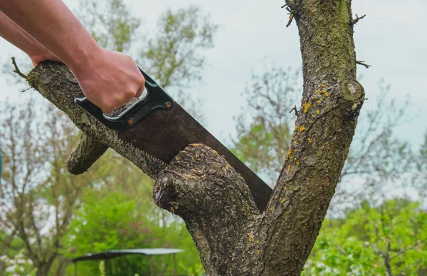Ağacın Kuru Dalını Bir Testeresiyle Kesmek Bahçede Bahar Işi Bahçıvan — Stok fotoğraf