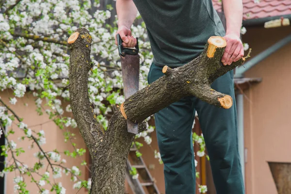古い木を切り取る 男は庭で働き 手で見た乾燥した損傷した枝を取り除きます ロイヤリティフリーのストック画像