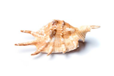 Beyaz arkaplanda deniz kabuğu izole