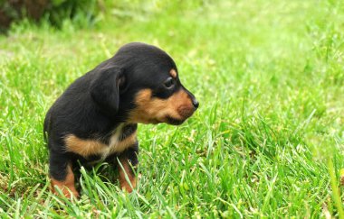 Dachshund köpek yavrusu, yeşil çimlerin üzerinde yan tarafa bakıyor.