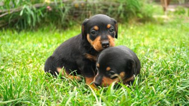Yeşil çimlerin üzerinde iki siyah dachshund köpeği. Yavru köpekler çimlerde oynar..