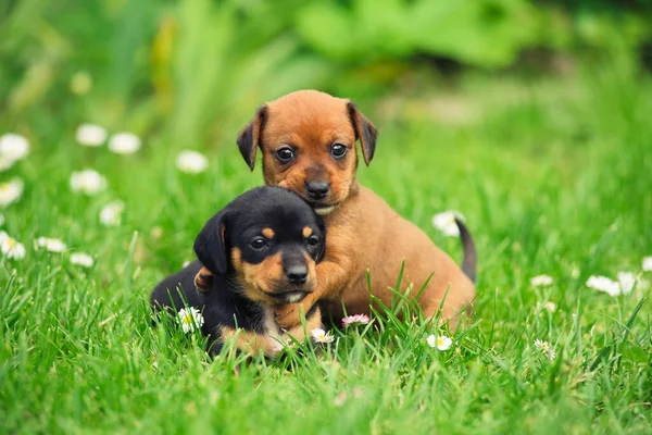 Two cute little puppies are playing on the grass. Puppies portrait outdoor