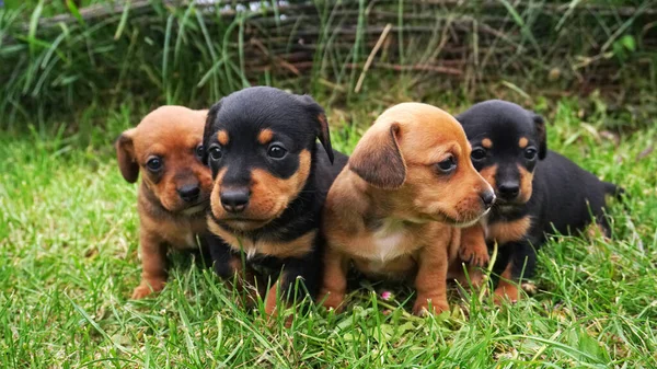 Küçük dachshund köpekleri birlikte yeşil çimlerin üzerinde oturuyorlar..