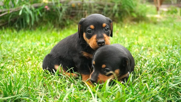 緑の草の上に2匹の黒い小さなダフサンドの子犬がいる 子犬は芝生で遊ぶ ストックフォト