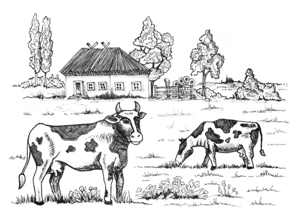 Vacas Pastam Prado Contra Pano Fundo Uma Casa Rural Rural — Fotografia de Stock