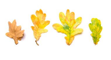 Beyaz arkaplanda sonbahar sarı meşe yaprakları