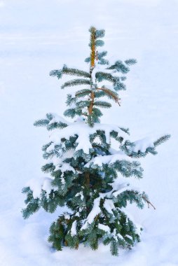 Küçük Noel ağacı ormanda karla kaplıdır. Karlı Kış Manzarası.