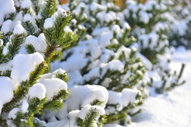 Karla kaplı Noel ağacı dalları. Kış duvar kağıdı doğası